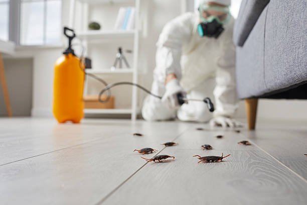 Trusted Termite Control service in East Meadow, NY - Nex Pest Control